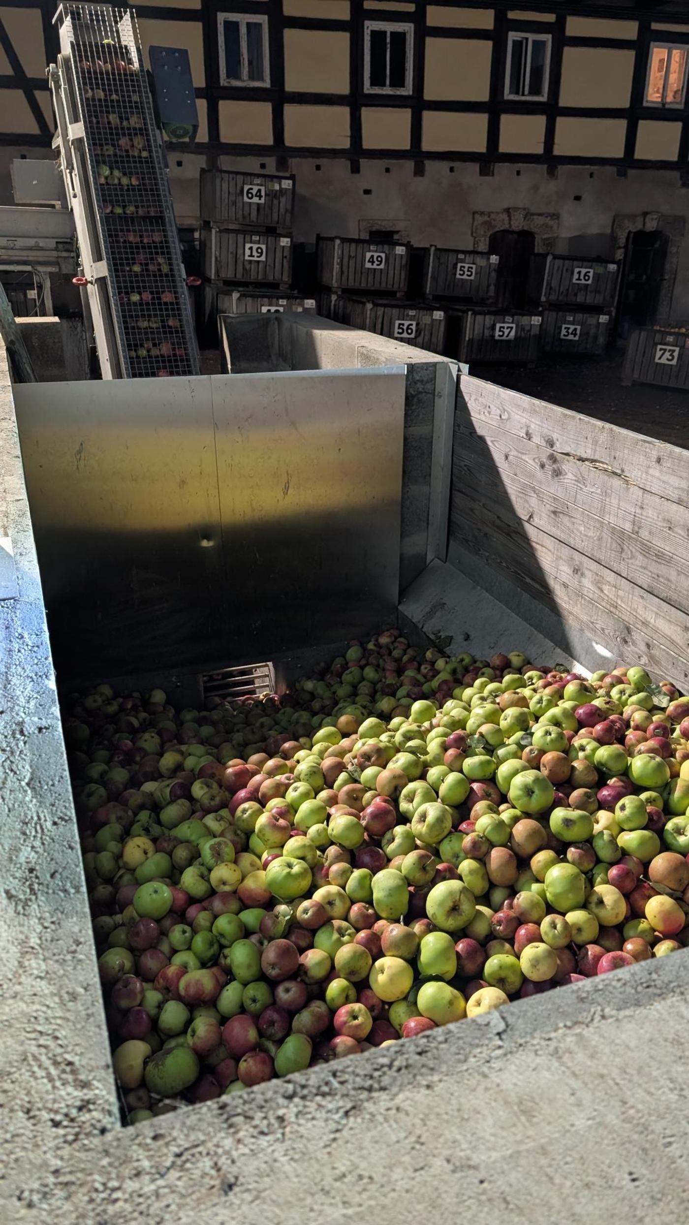 Obstannahmebunker voller Äpfel mit Förderband